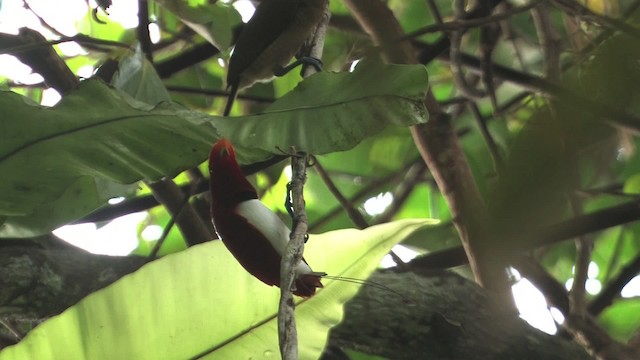  - King Bird-of-Paradise