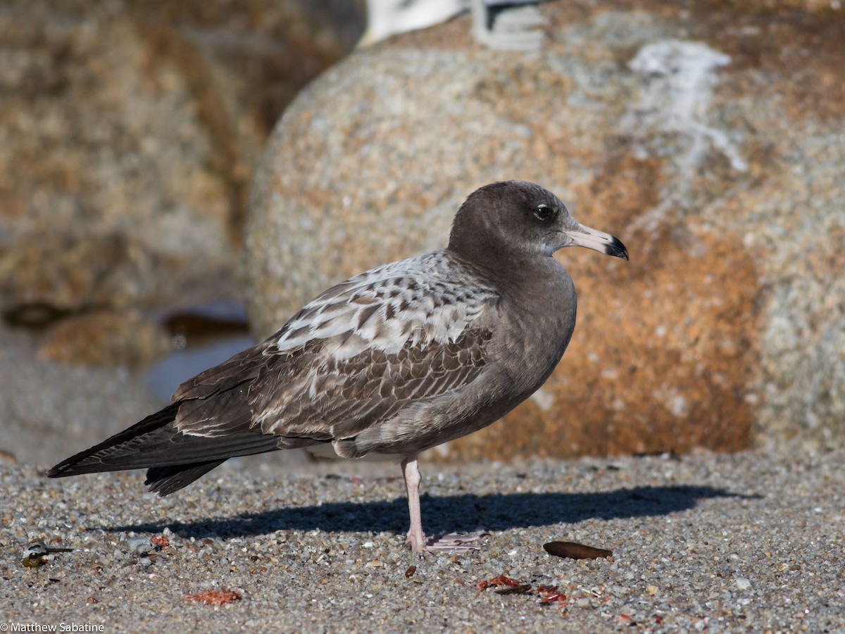 Black-tailed Gull - ML45599501