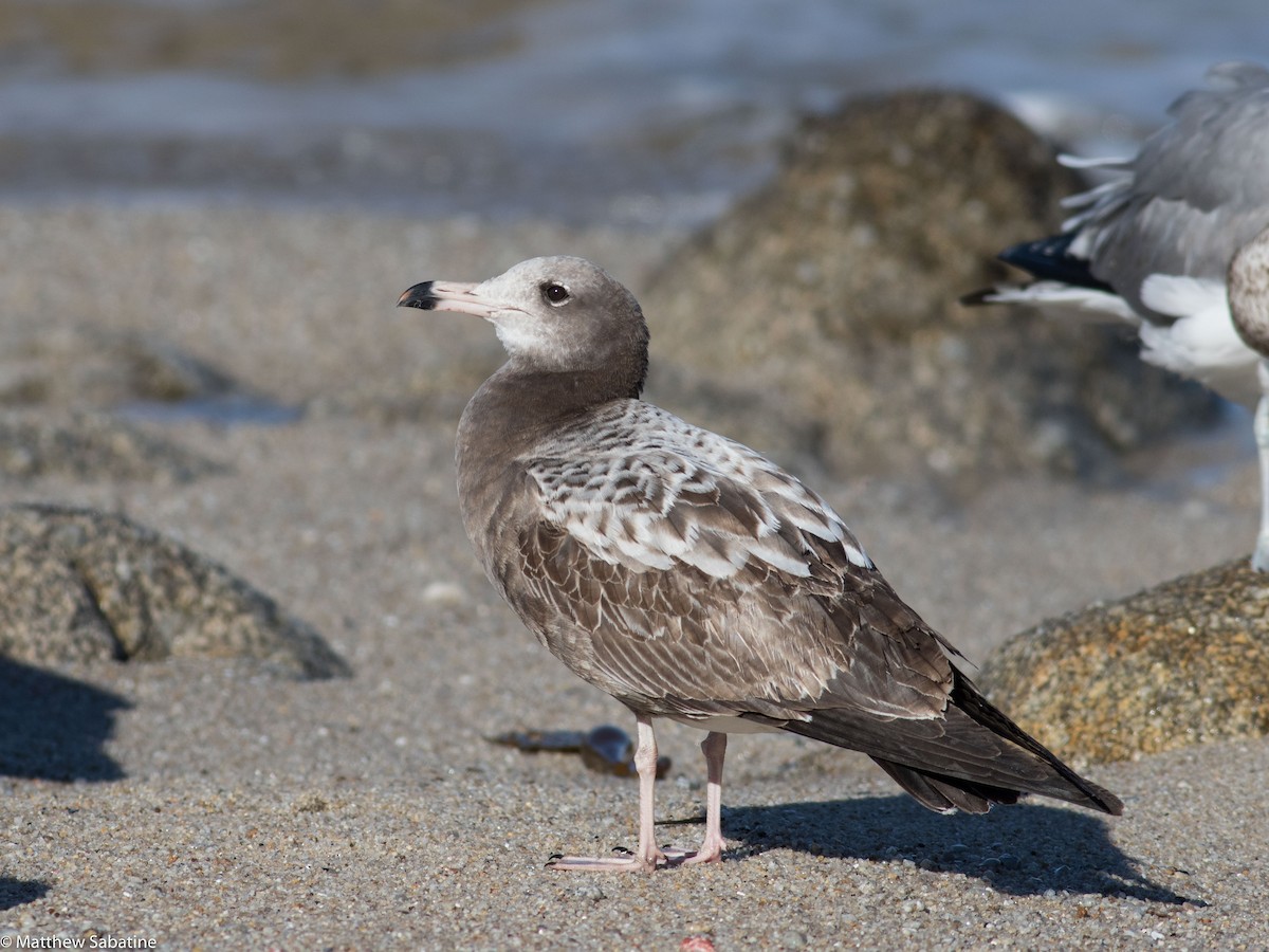 Black-tailed Gull - ML45599531