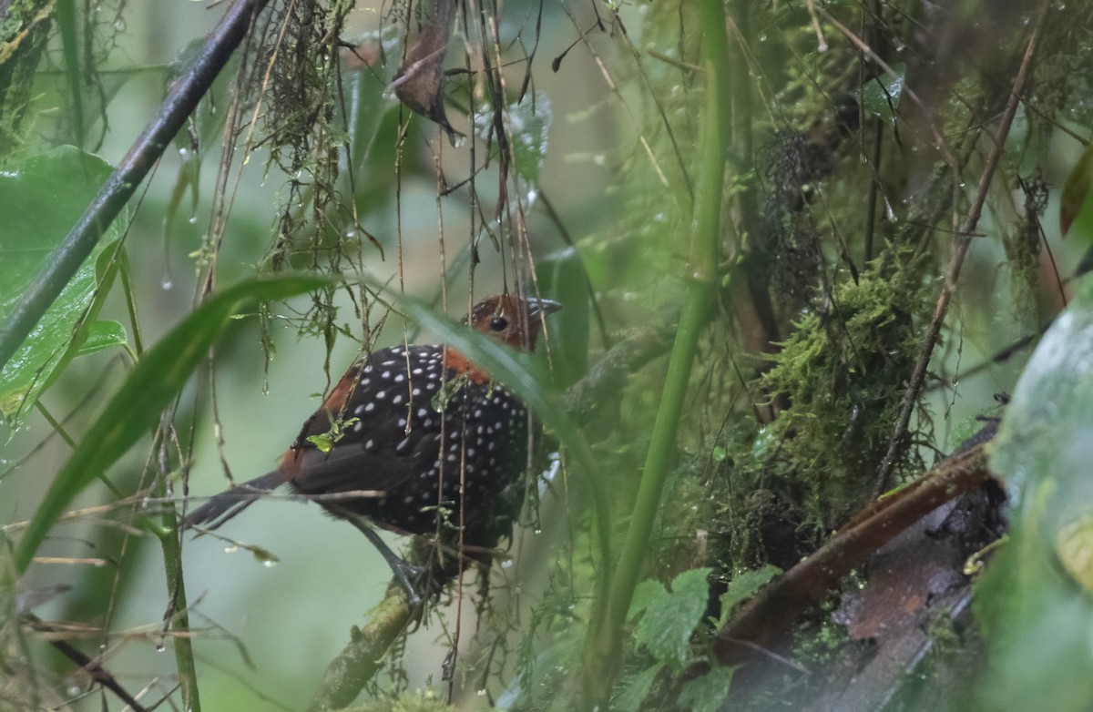 Ocellated Tapaculo - ML456002331