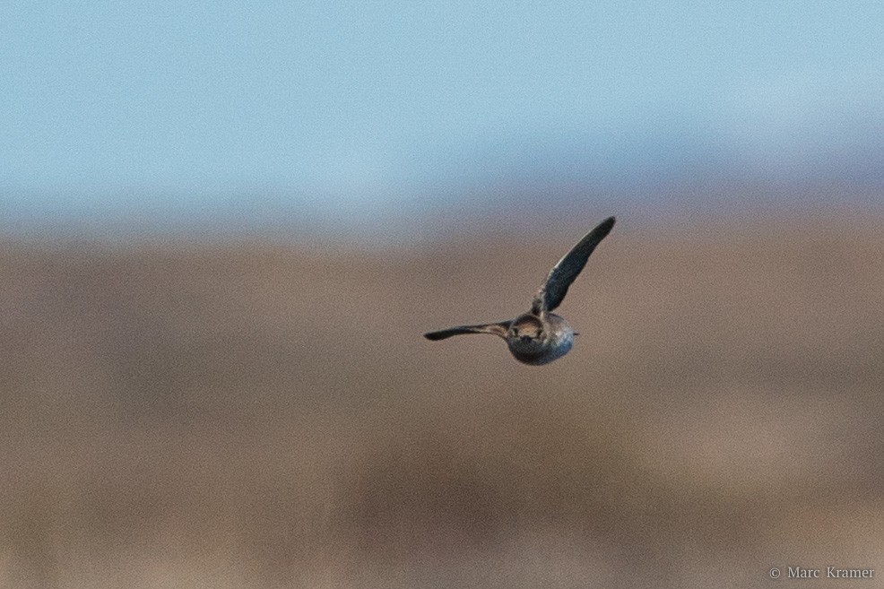 Northern Rough-winged Swallow - ML456005761