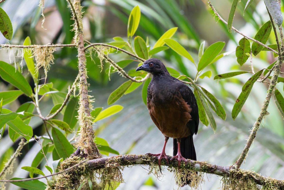 Sickle-winged Guan - ML456007281