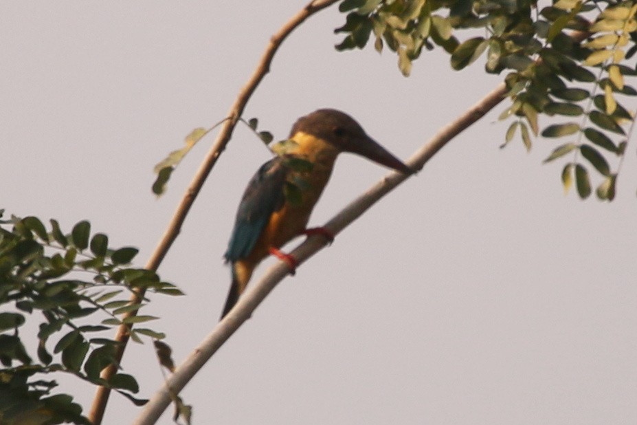 Stork-billed Kingfisher - Appavu Pavendhan