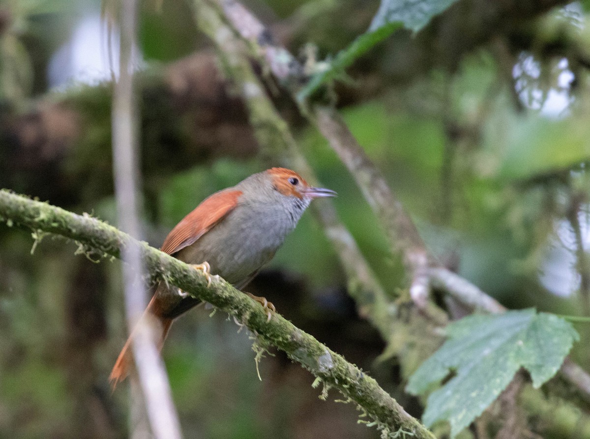 Red-faced Spinetail - ML456010281