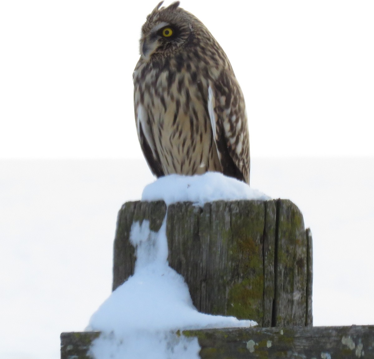 Short-eared Owl - ML45601371