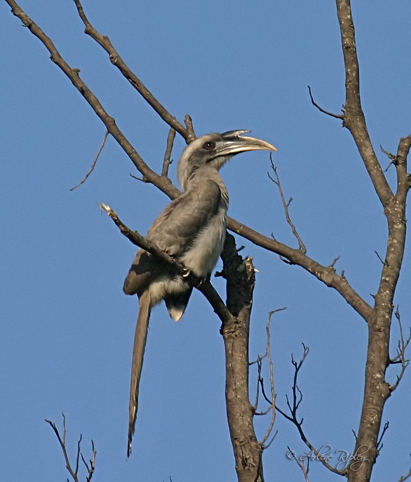 Indian Gray Hornbill - ML45601531