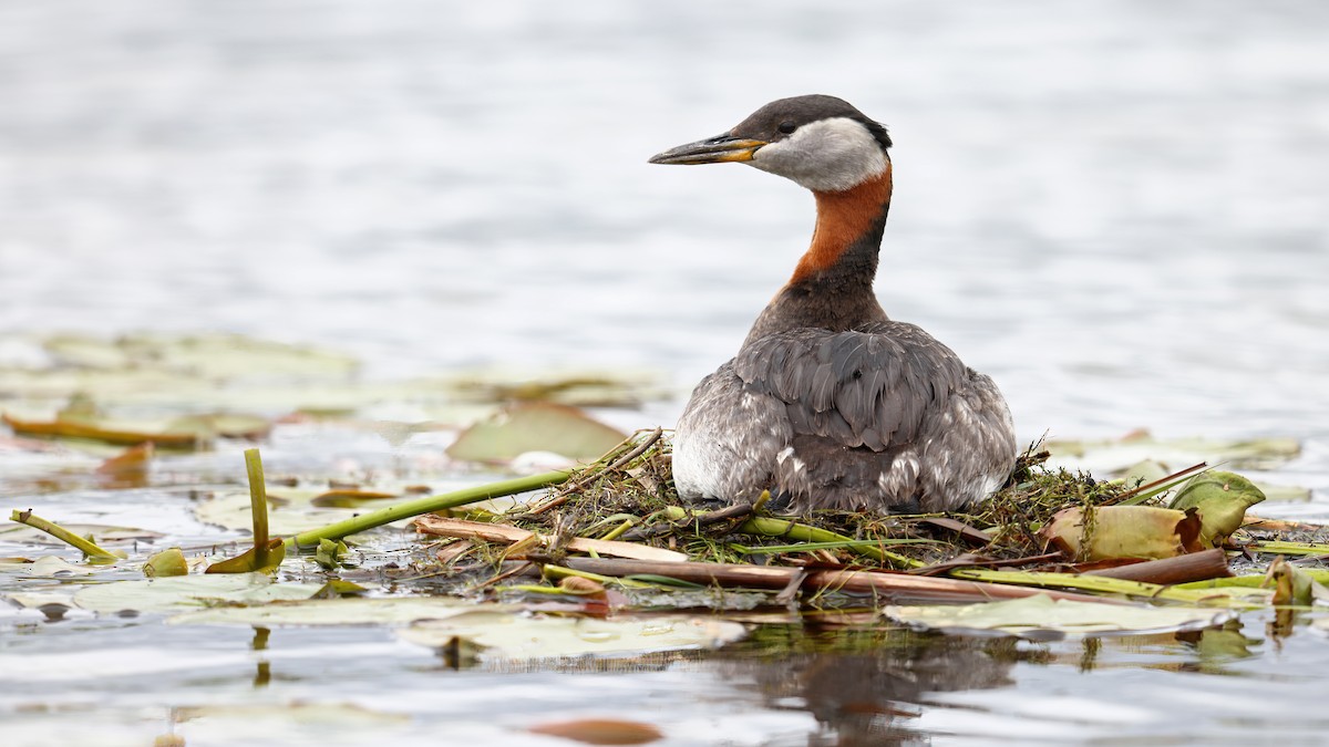 Red-necked Grebe - ML456018441