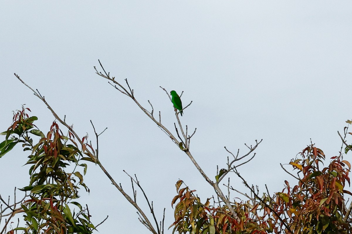 Sulawesi Hanging-Parrot - ML456021011