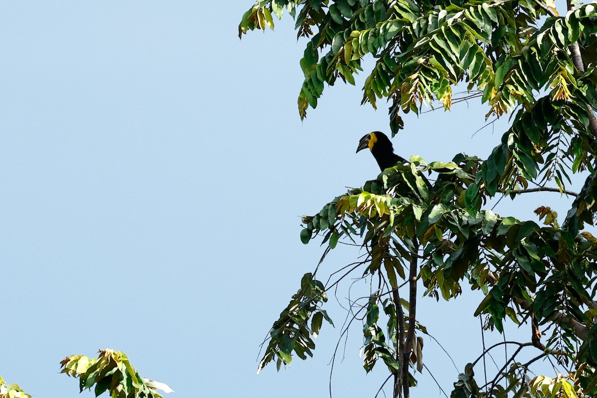 Sulawesi Hornbill (Dwarf) - ML456021391