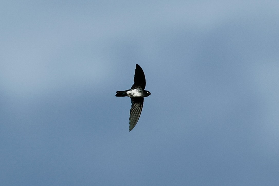 Glossy Swiftlet - Jenna McCullough