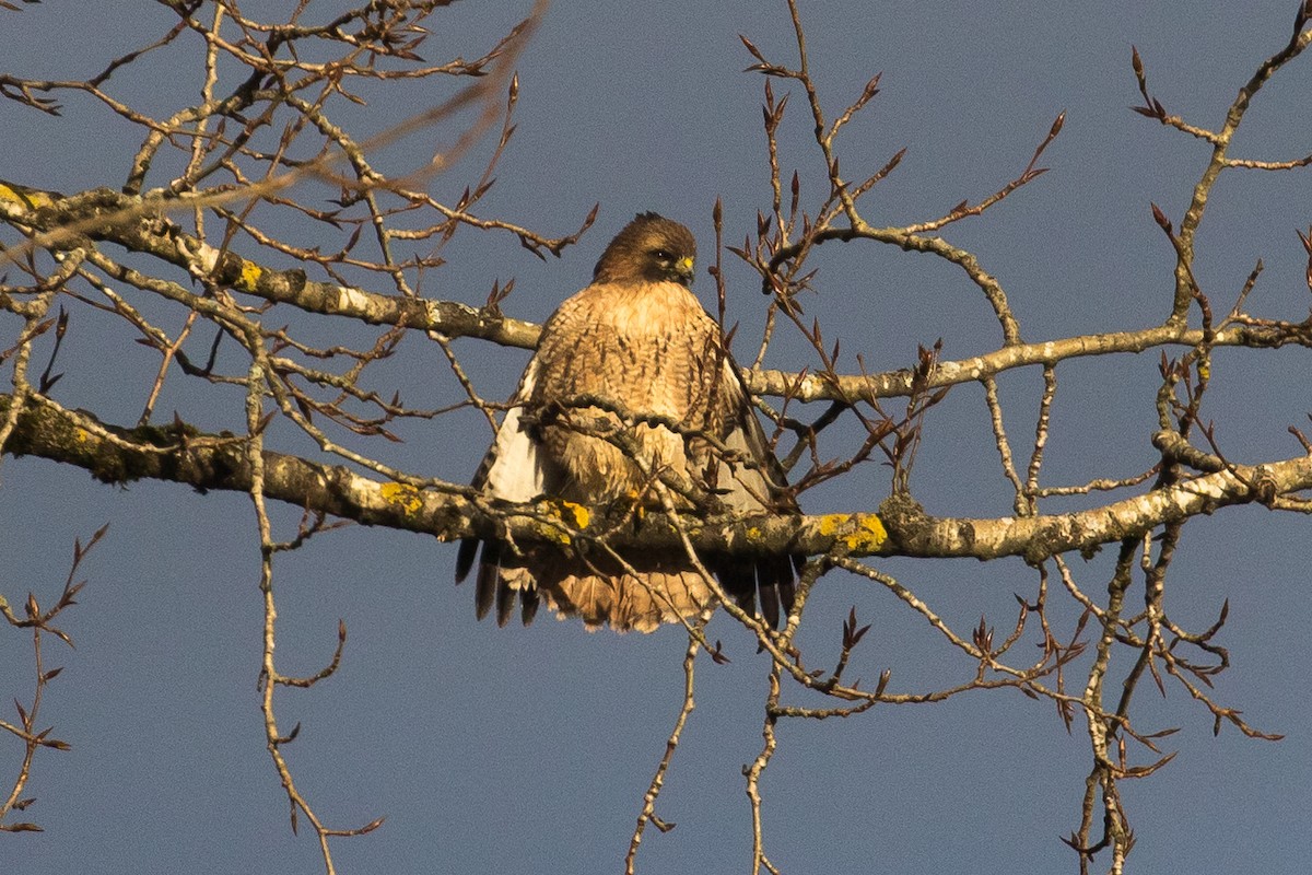 Red-tailed Hawk - ML45602191