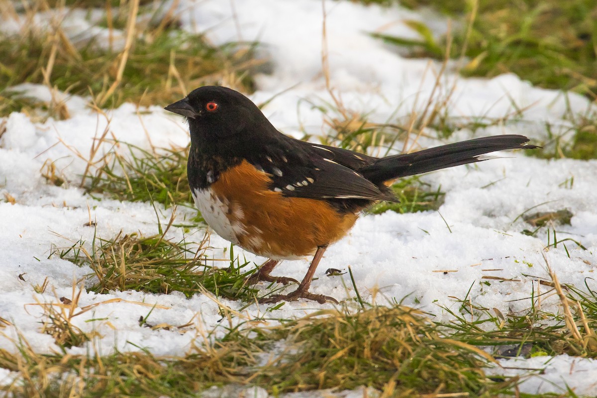 Spotted Towhee - ML45602201