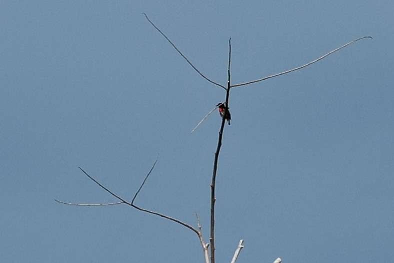 Gray-sided Flowerpecker (Gray-sided) - ML456022311