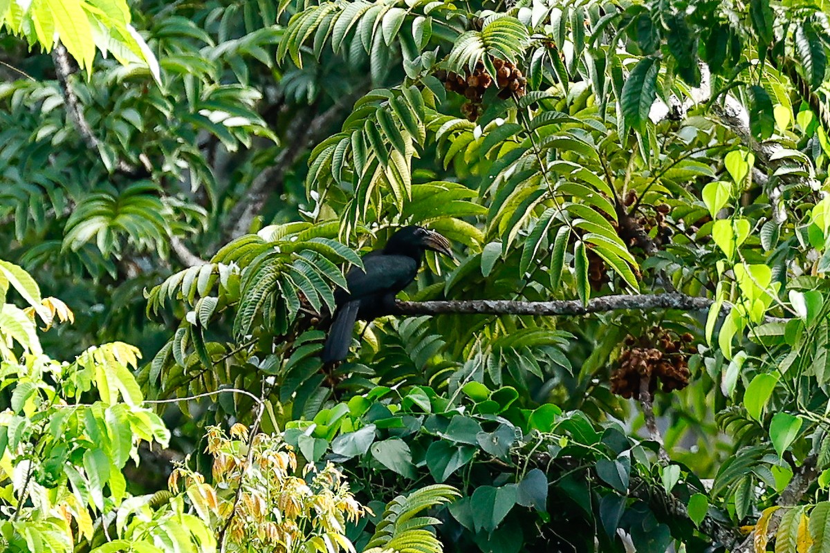 Sulawesi Hornbill (Dwarf) - ML456023511
