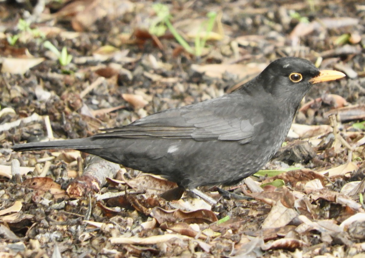 Eurasian Blackbird - ML456026221