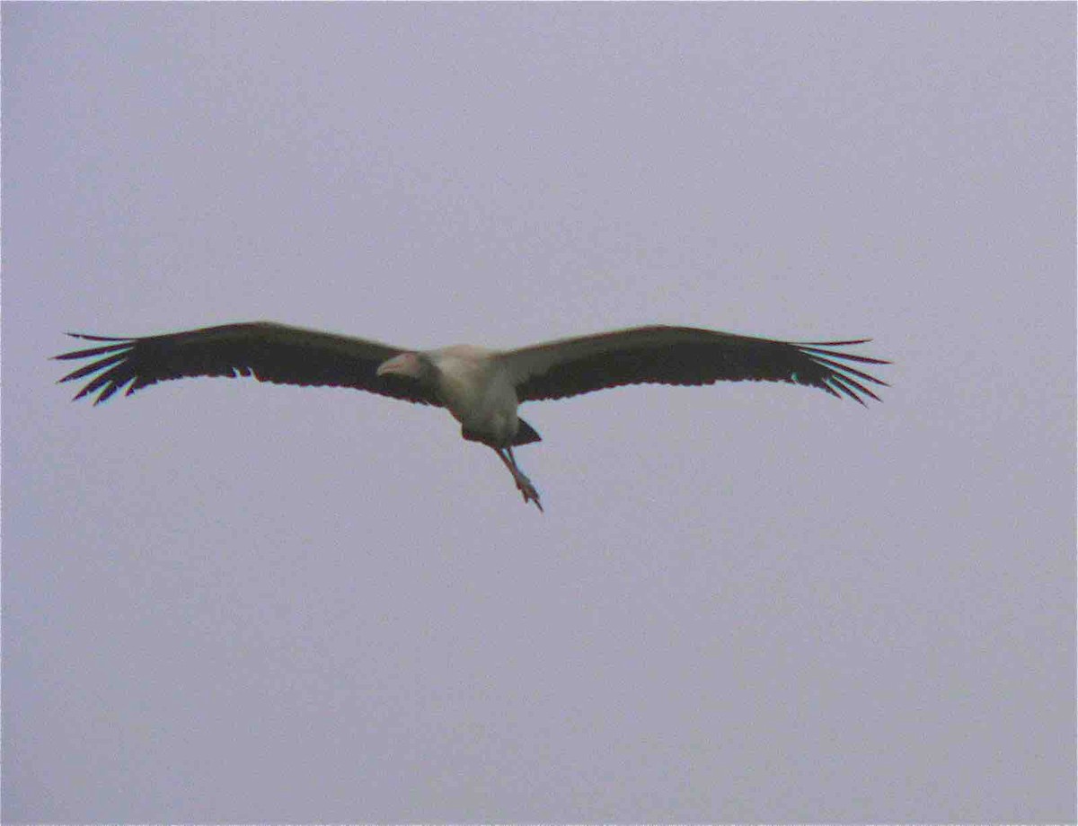 Wood Stork - ML45602751