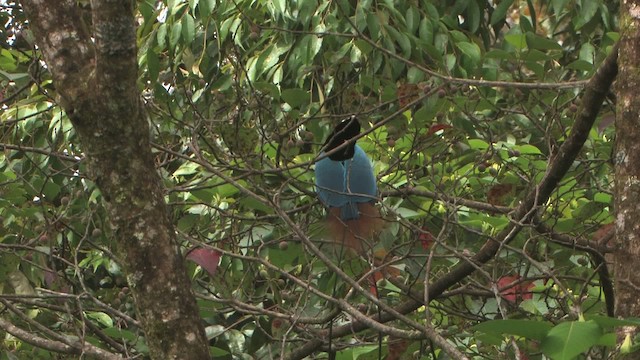 Blue Bird-of-Paradise - ML456030
