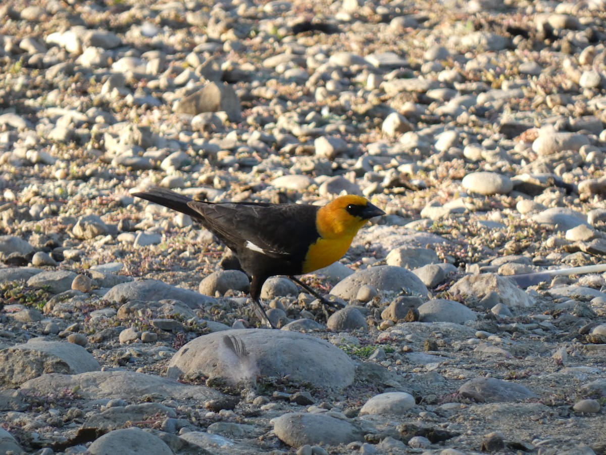 Yellow-headed Blackbird - Joseph Atkinson
