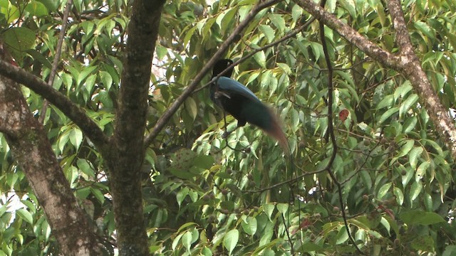 Blue Bird-of-Paradise - ML456031