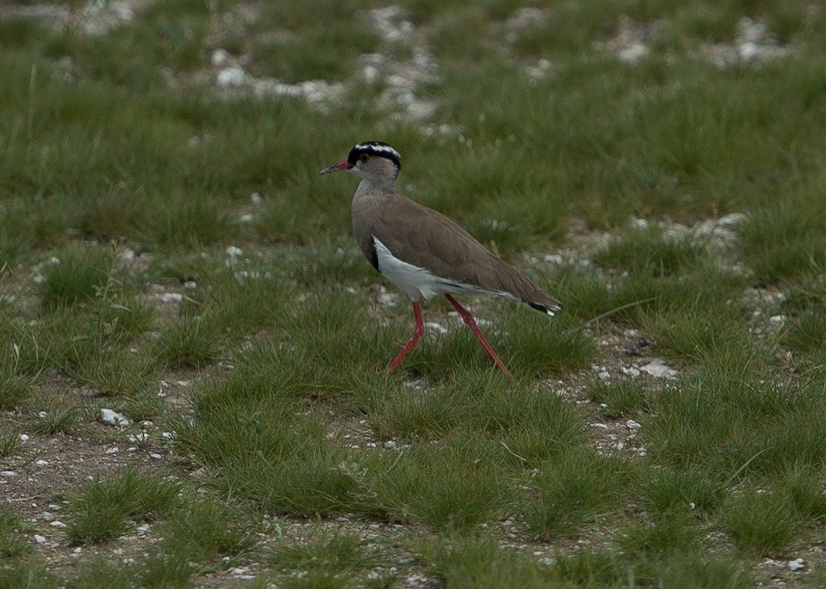 Crowned Lapwing - ML456032051