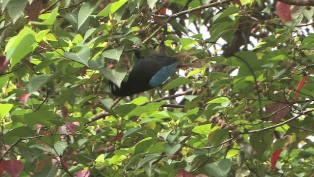Blue Bird-of-Paradise - ML456034