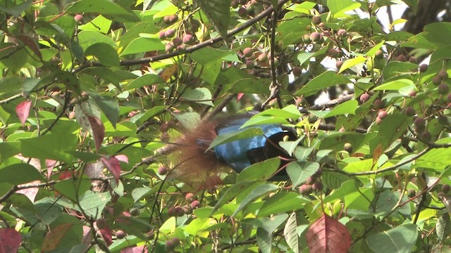 Blue Bird-of-Paradise - ML456035