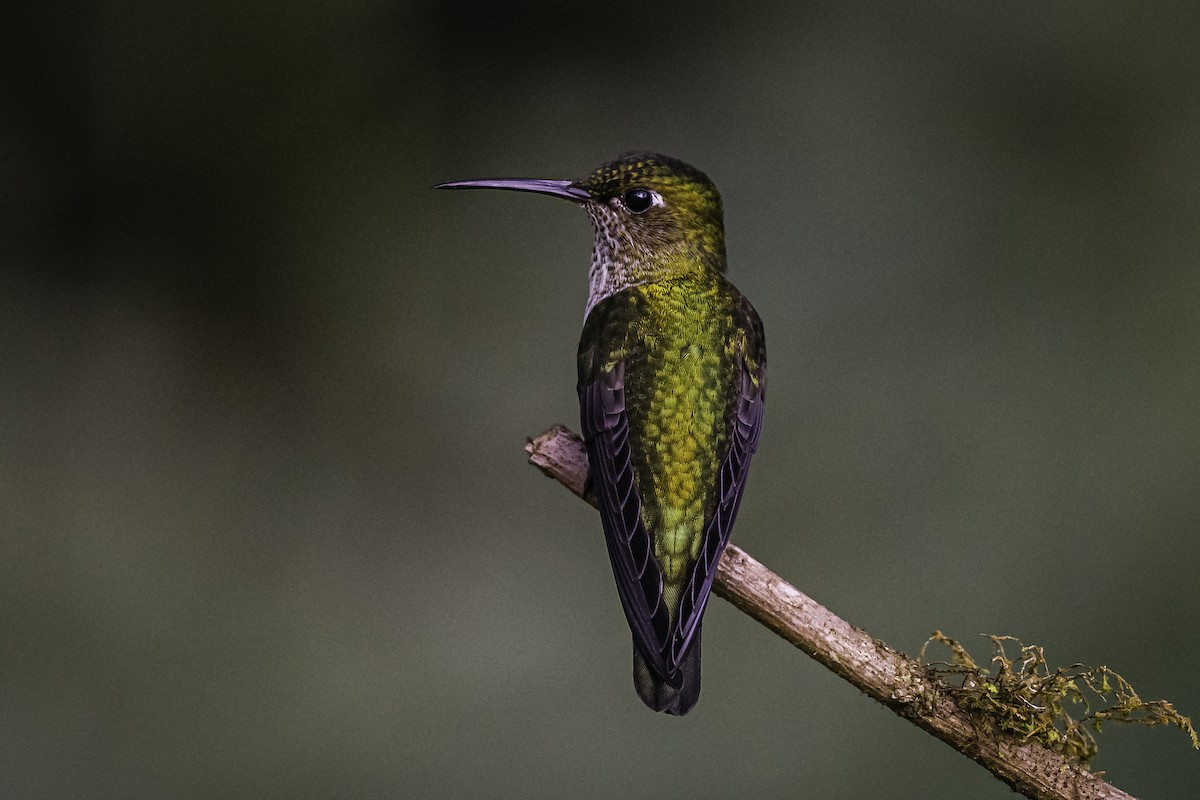 Many-spotted Hummingbird - David Bishop