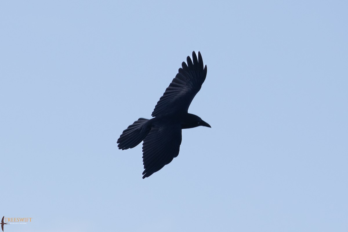 Forest Raven - Treeswift Wildlife & Nature