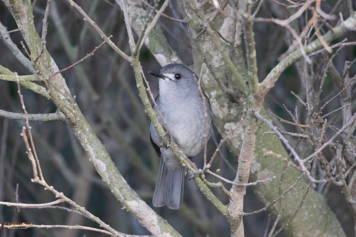 Gray Shrikethrush - Treeswift Wildlife & Nature