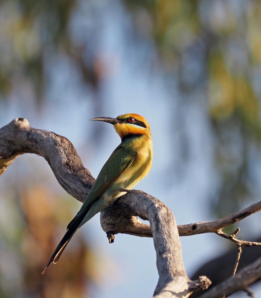 Rainbow Bee-eater - Steve Law