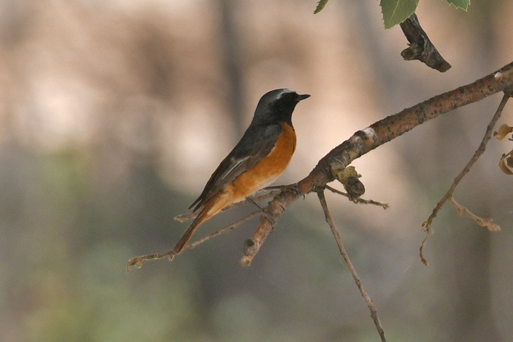 Common Redstart (Ehrenberg's) - Mehdi Dorostkar
