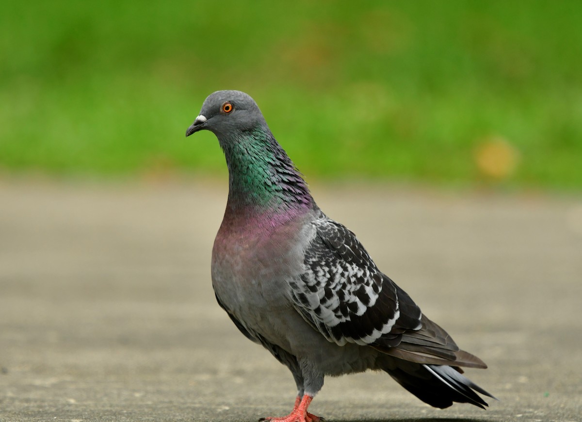 Rock Pigeon (Feral Pigeon) - ML456057231