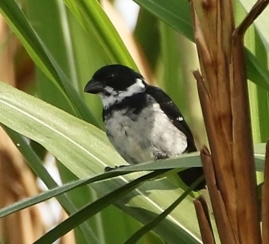 Wing-barred Seedeater (Caqueta) - ML456058981