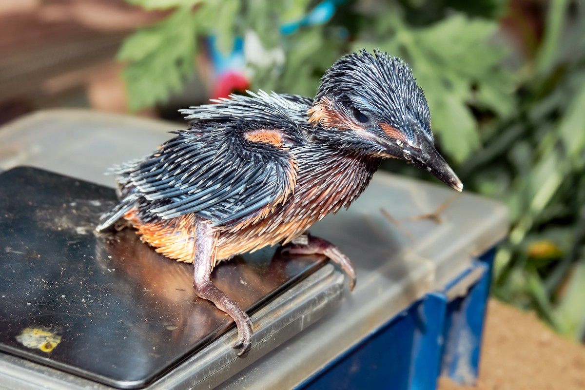 Common Kingfisher - Lenka Steuter