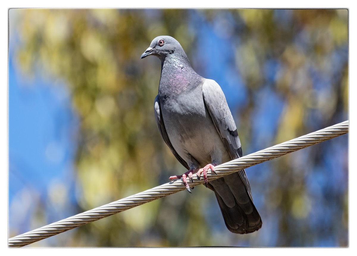 Rock Pigeon (Feral Pigeon) - Julie Clark