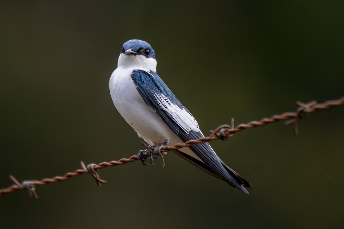 White-winged Swallow - ML456071051