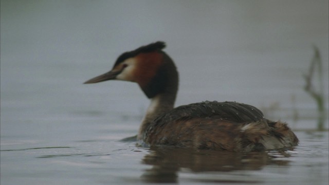 Great Crested Grebe - ML456072
