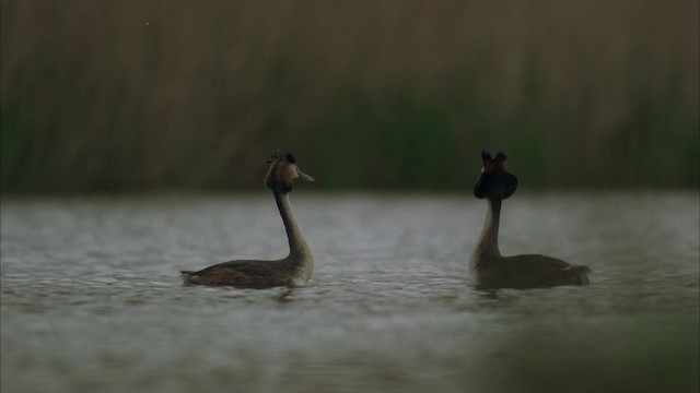 Great Crested Grebe - ML456073