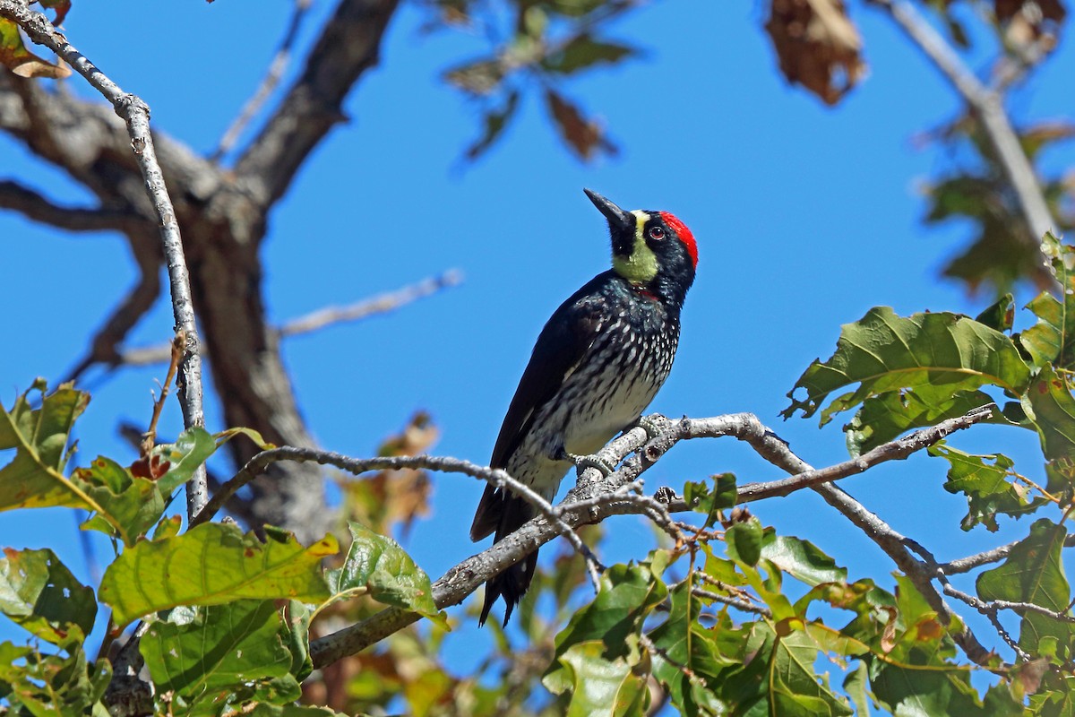 Acorn Woodpecker (Narrow-fronted) - Nigel Voaden