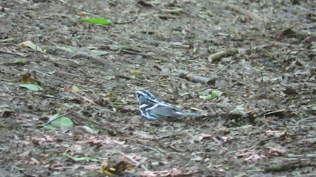 Black-and-white Warbler - ML456078181