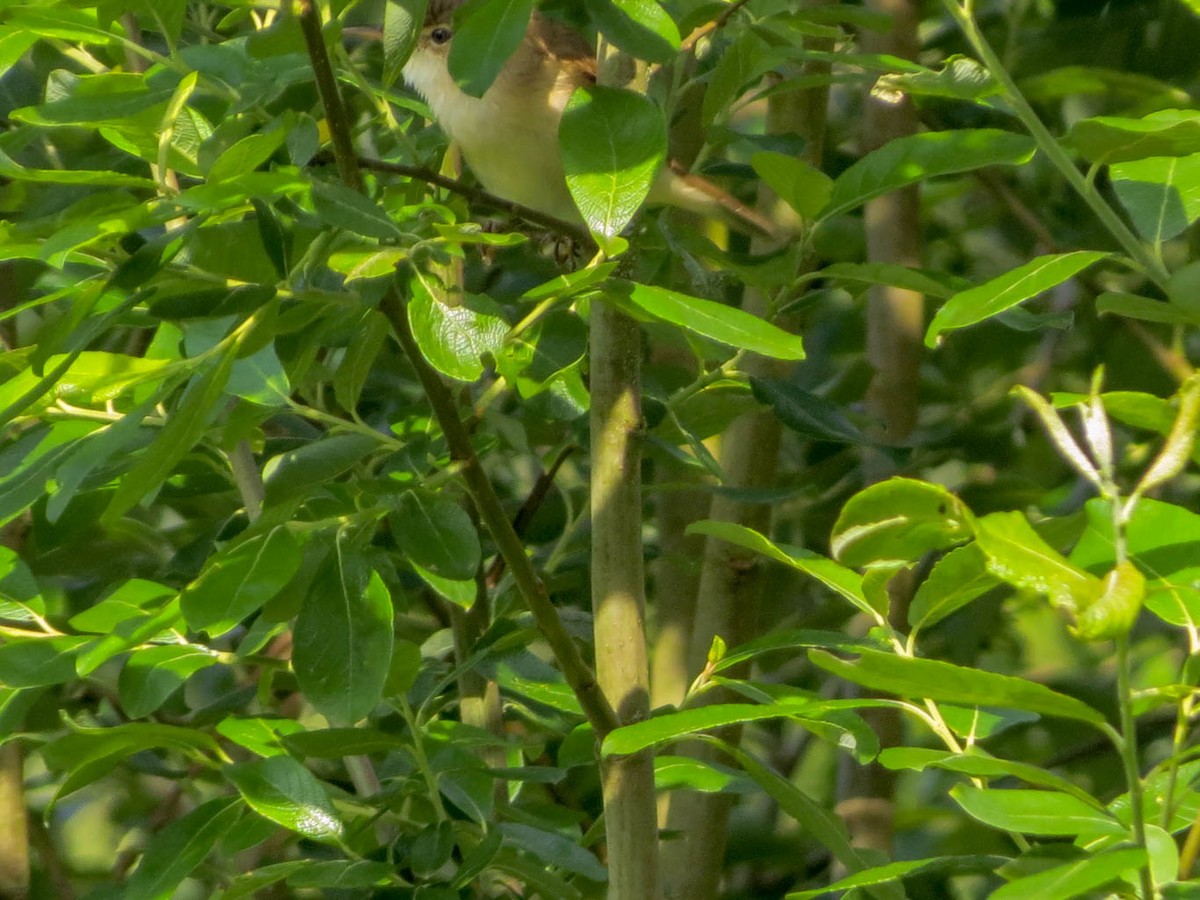 Common Reed Warbler - ML456078721