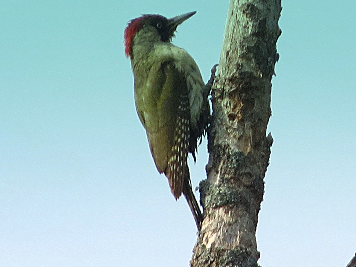 Eurasian Green Woodpecker - ML456078791