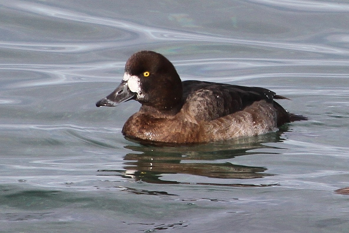 Greater Scaup - ML45608051