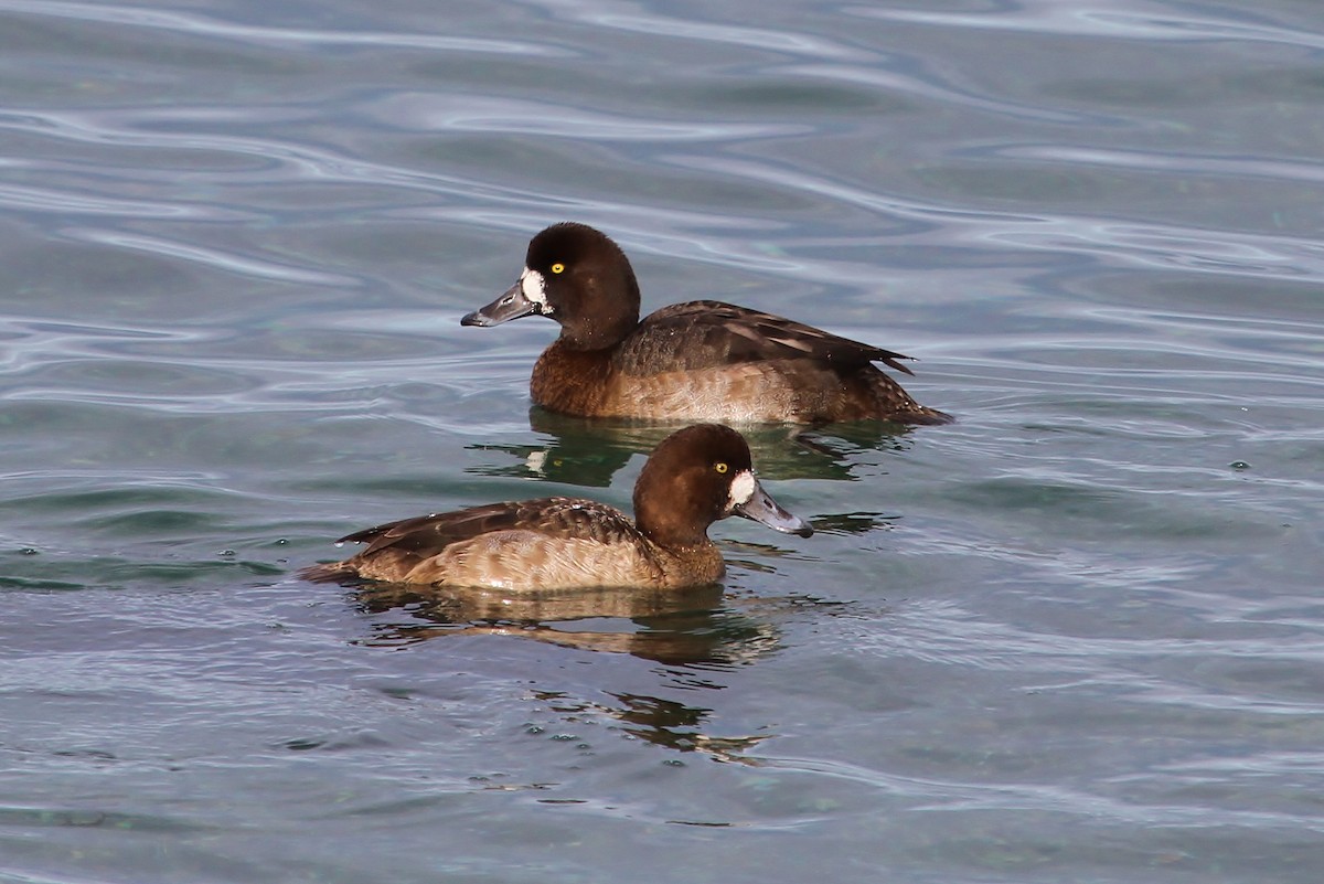 Greater Scaup - ML45608071