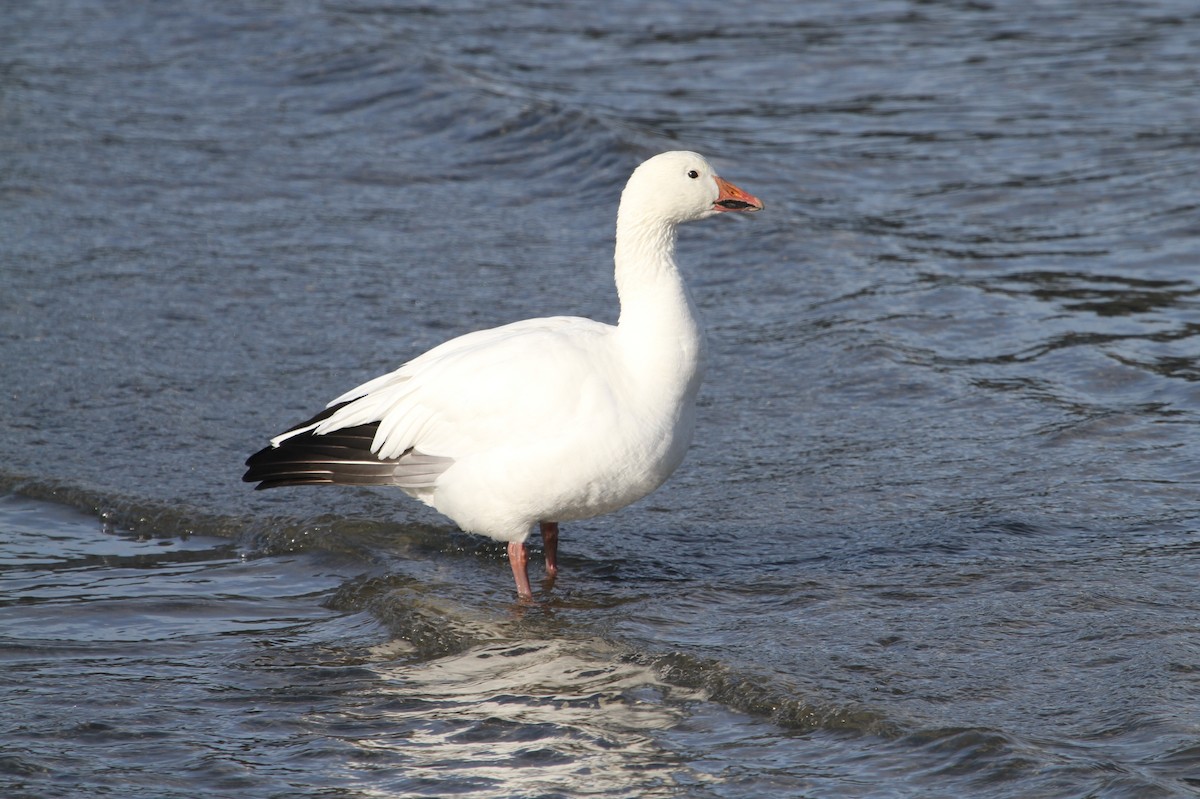 Snow Goose - ML45608111