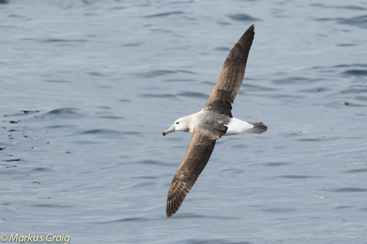 White-capped Albatross (cauta) - Markus Craig