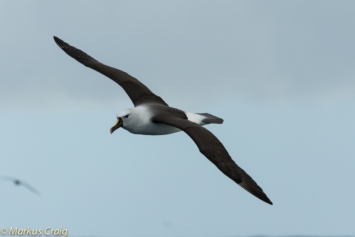 Indian Yellow-nosed Albatross - ML45608511