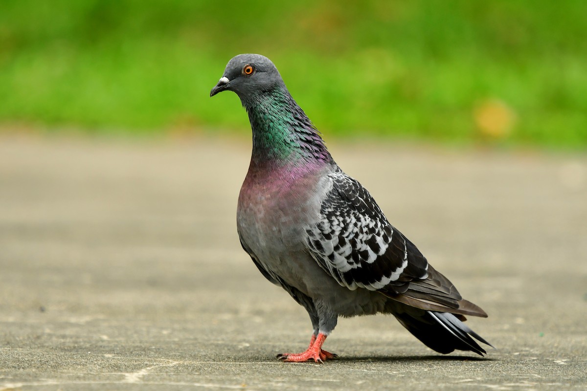 Rock Pigeon (Feral Pigeon) - ML456086091