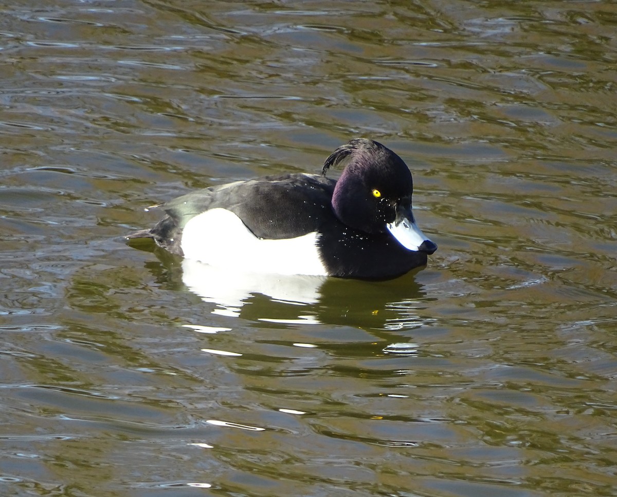 Tufted Duck - ML45608651