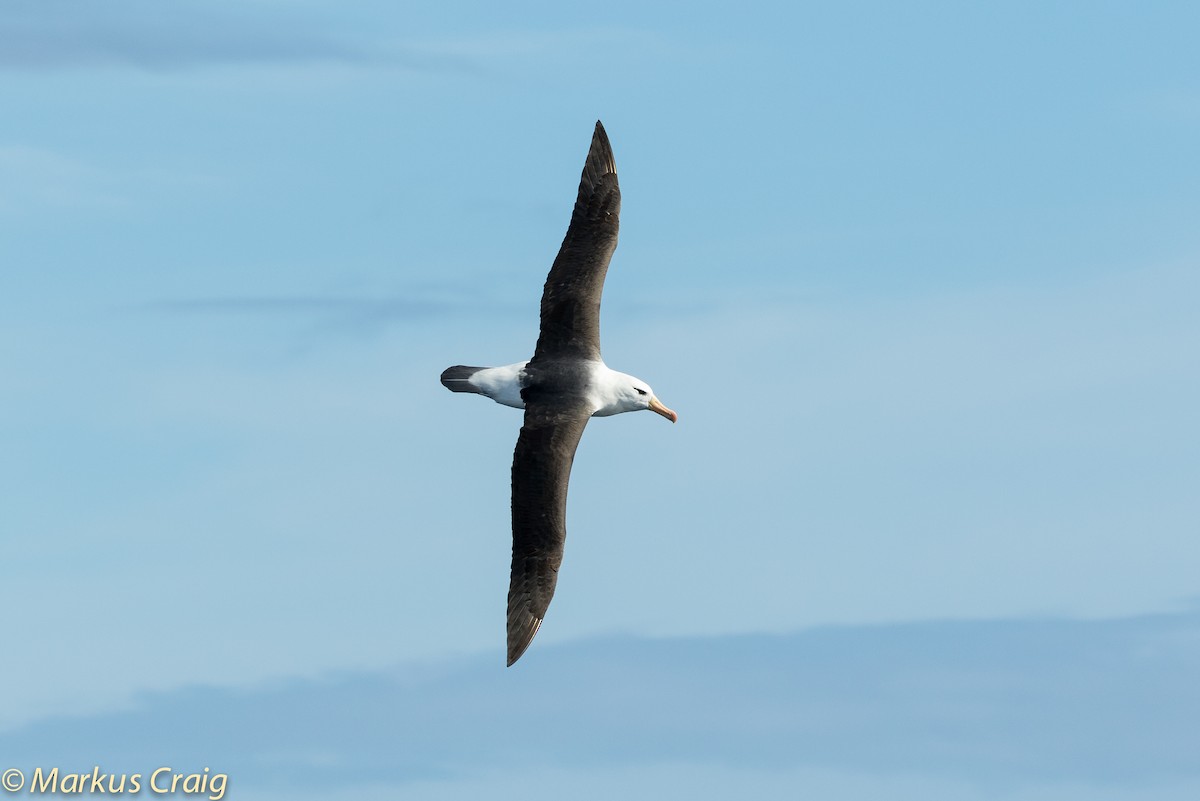 Black-browed Albatross (Black-browed) - ML45608721